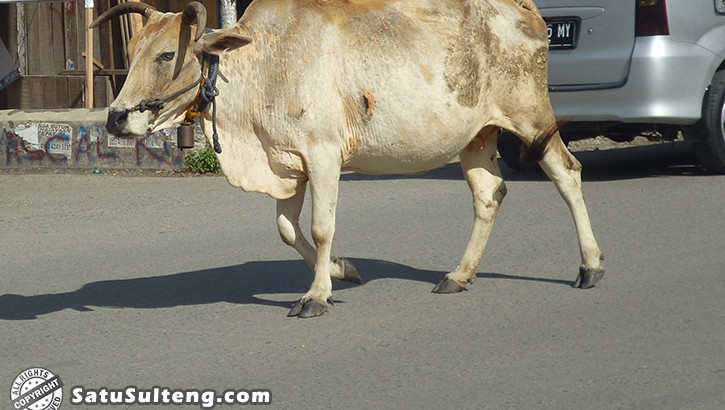 Inilah Penyebab Perda Ternak Kota Palu Mandul